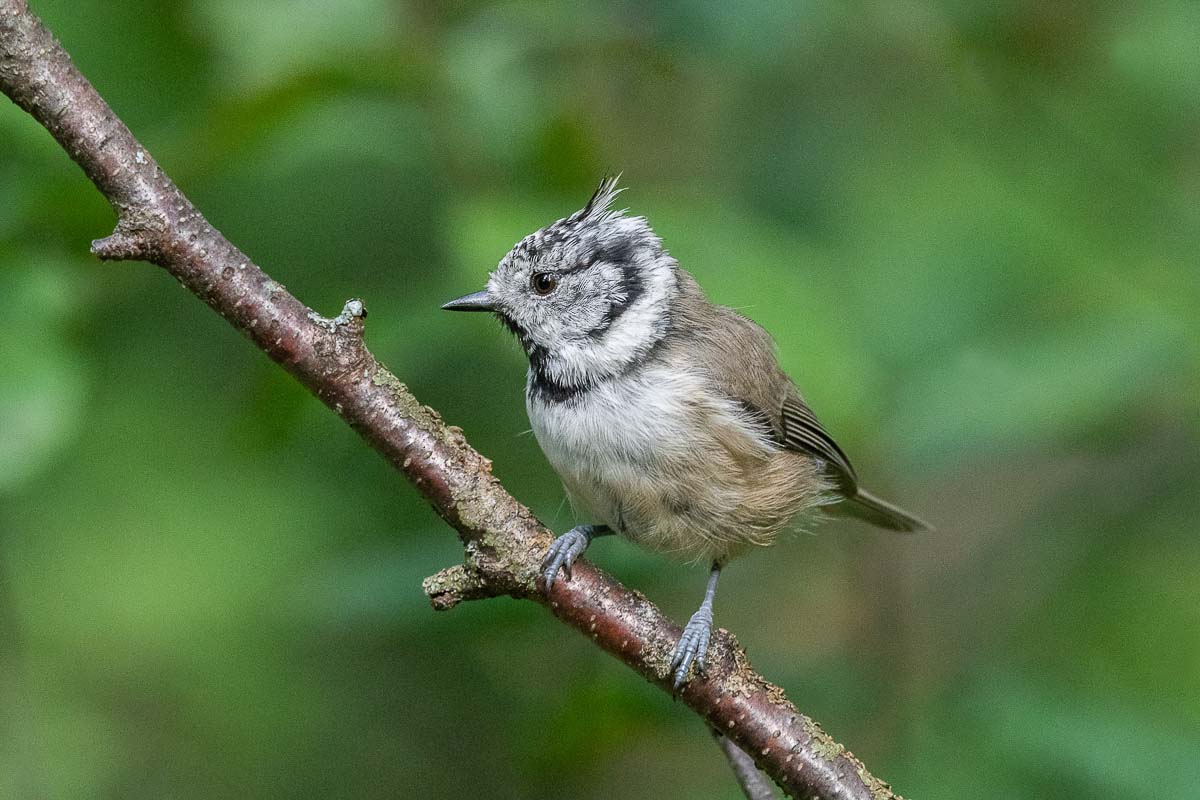 Гренадёрка.