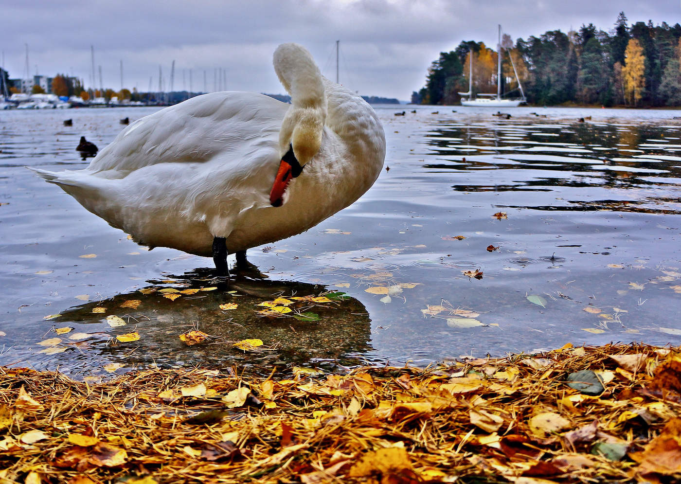 «И волной на берег жёлтый лист выносит... »