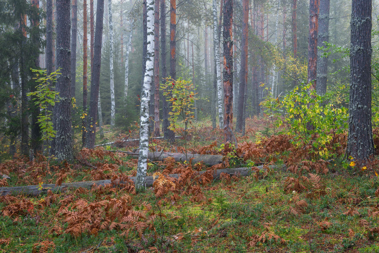 Умытый туманом