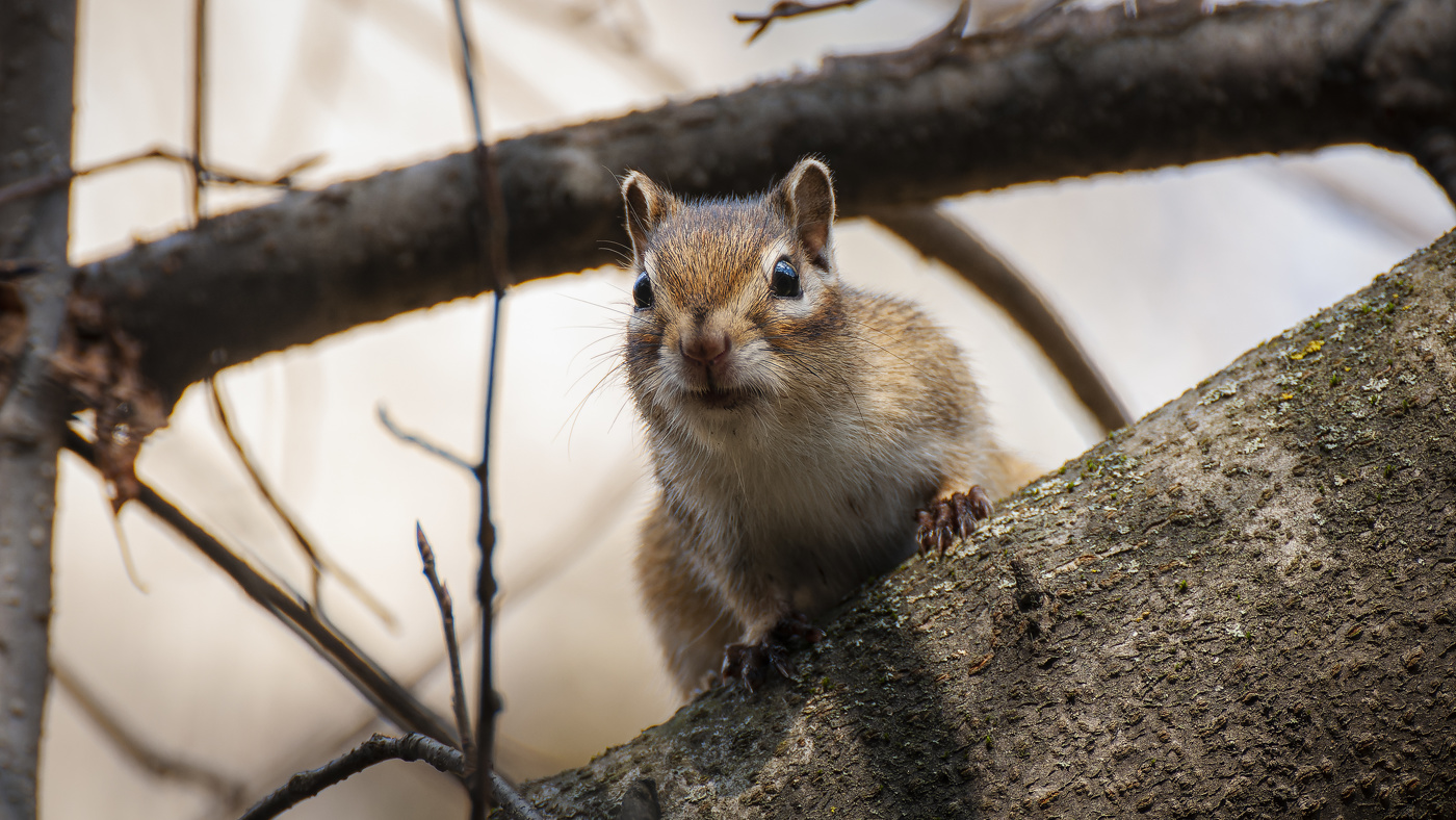 Где семечки ?!?!