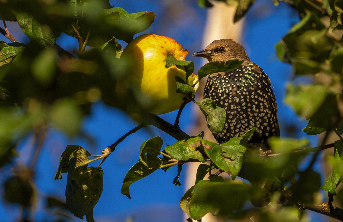 Осенний пир