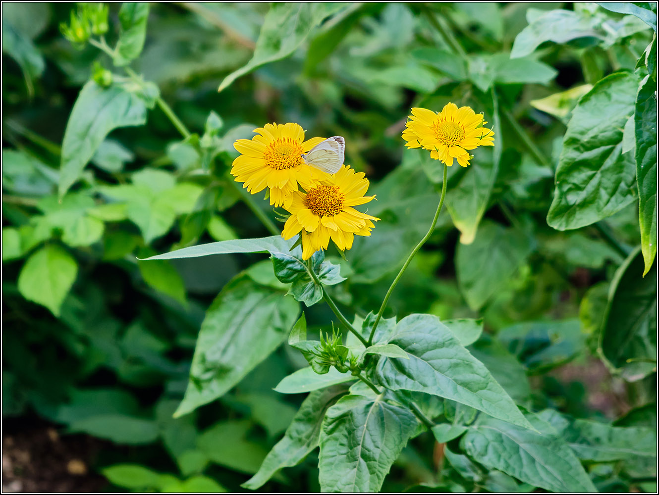 Цветы в сентябре.