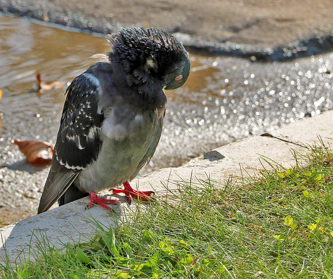 Засмущался...