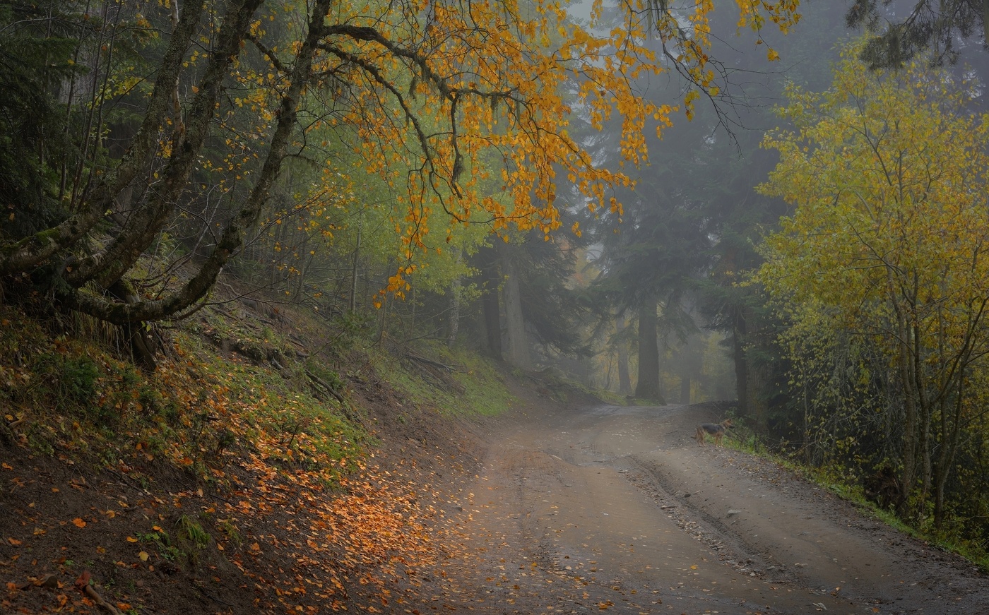 Дорога на Софийскую поляну