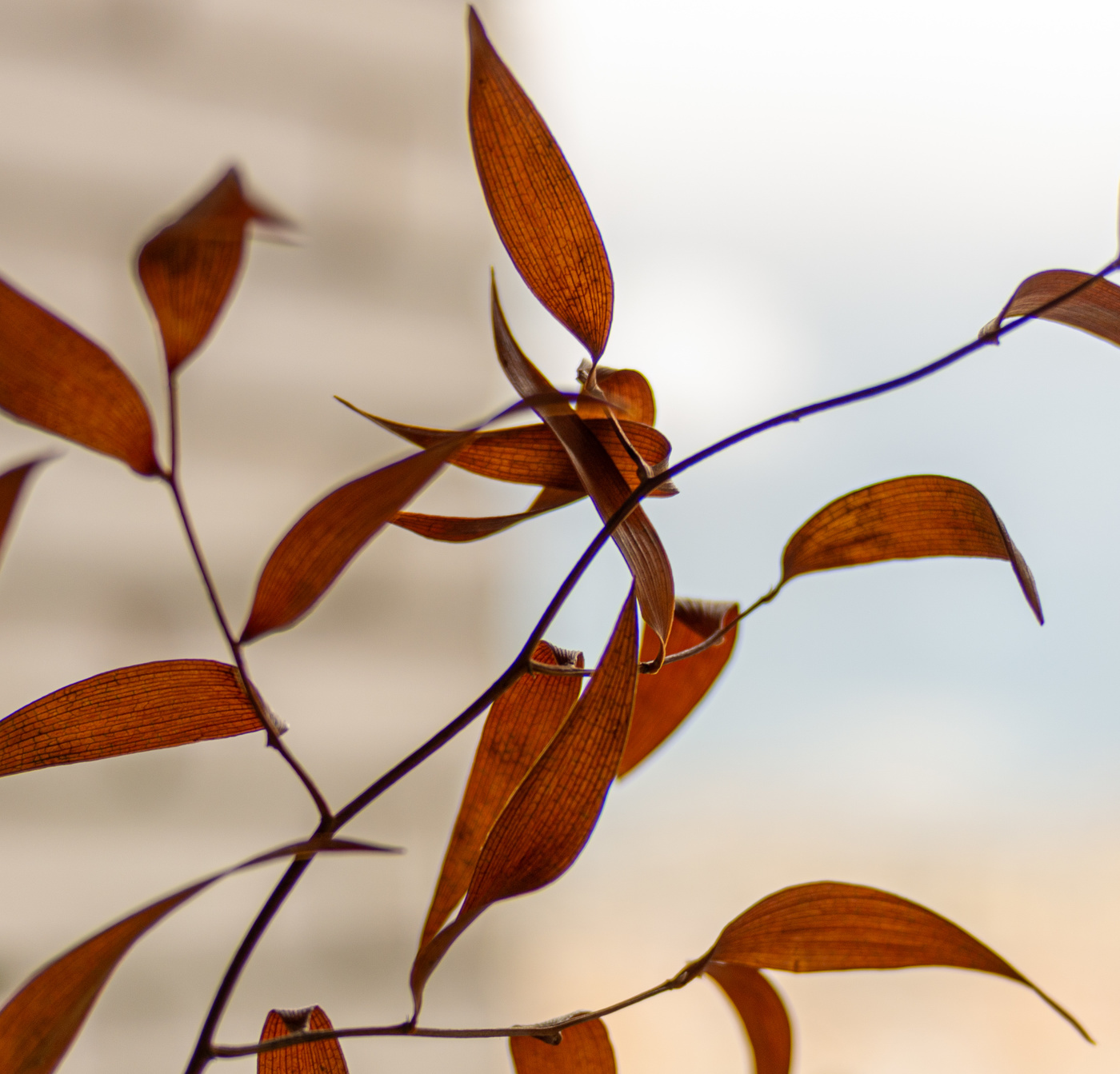 Осенние узоры.