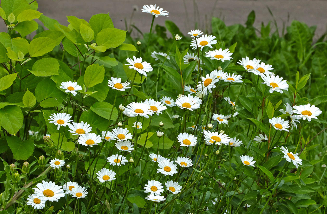 Было лето...