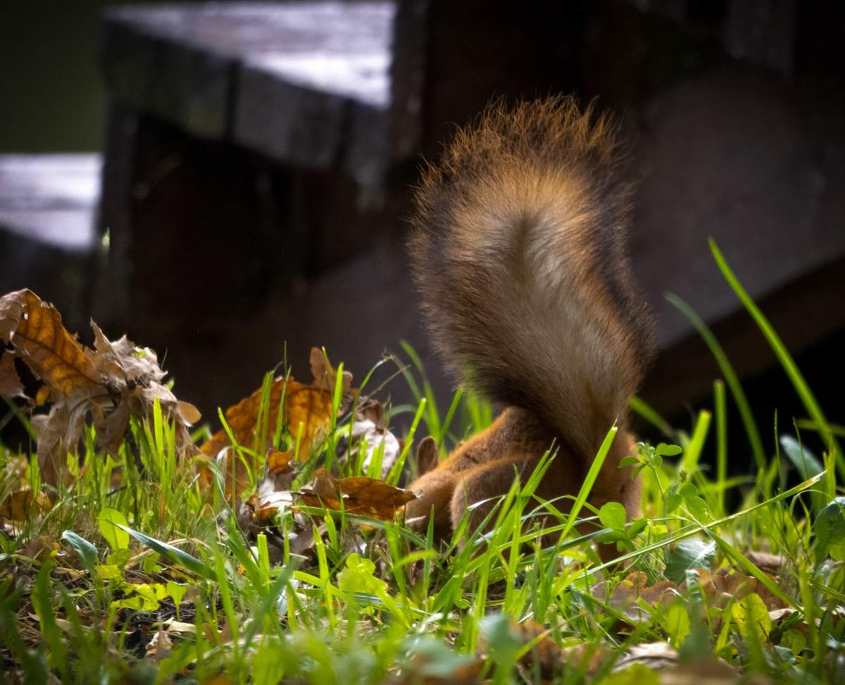 Хвастунишка