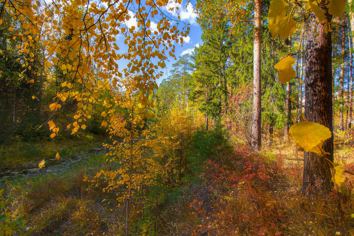 Осенние листья