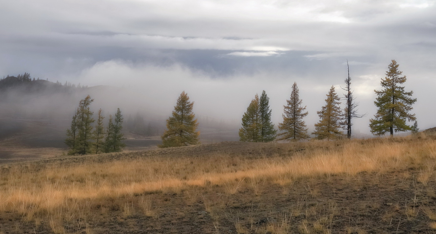 Лиственницы в тумане