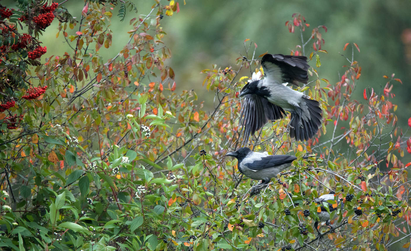 Вороны выбирают черноплодку.