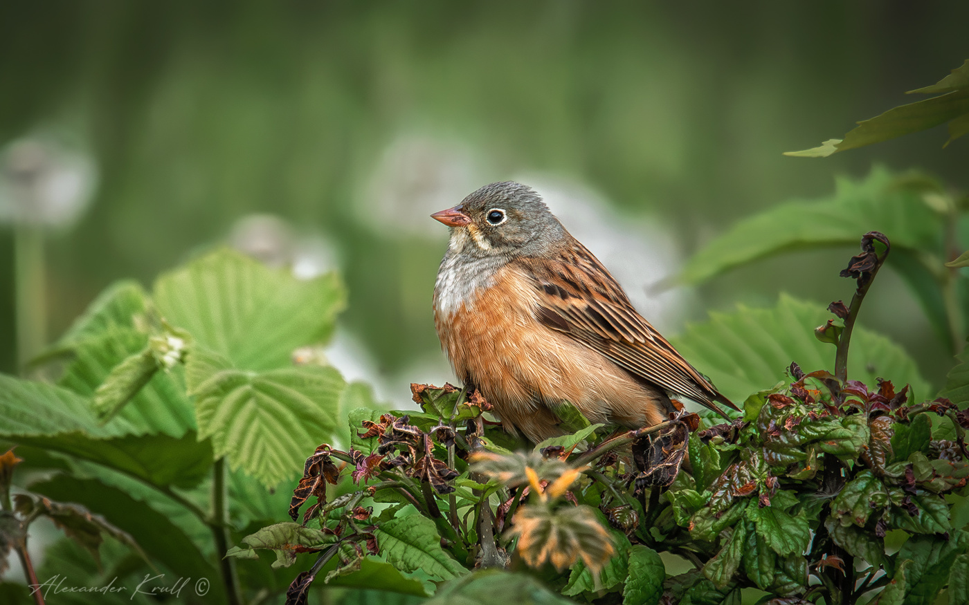 Восседающая