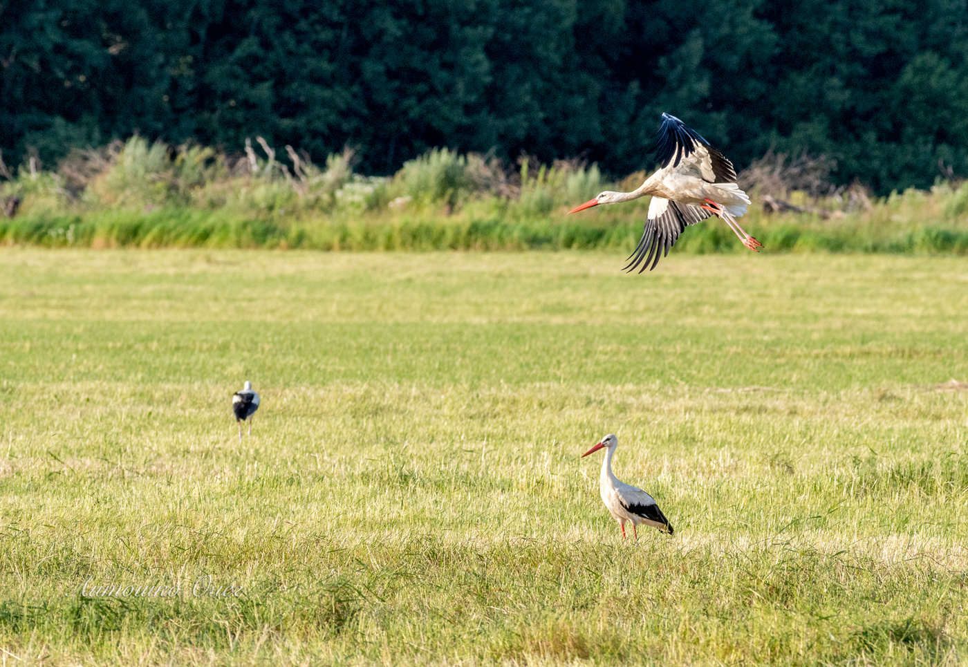 Аист белый.