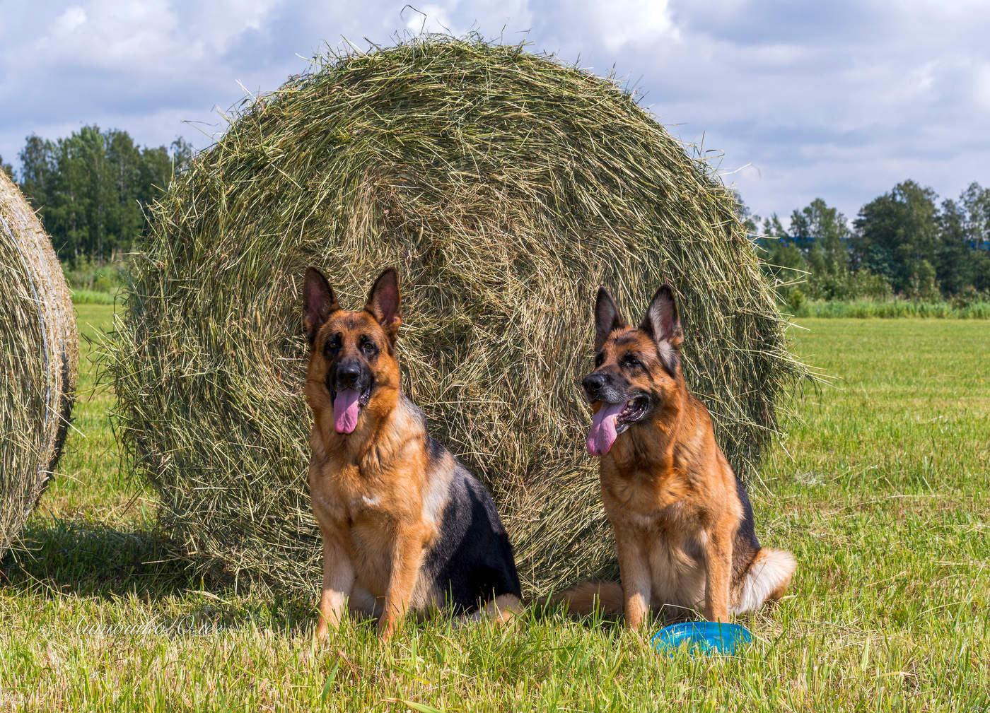 Мои собаки.