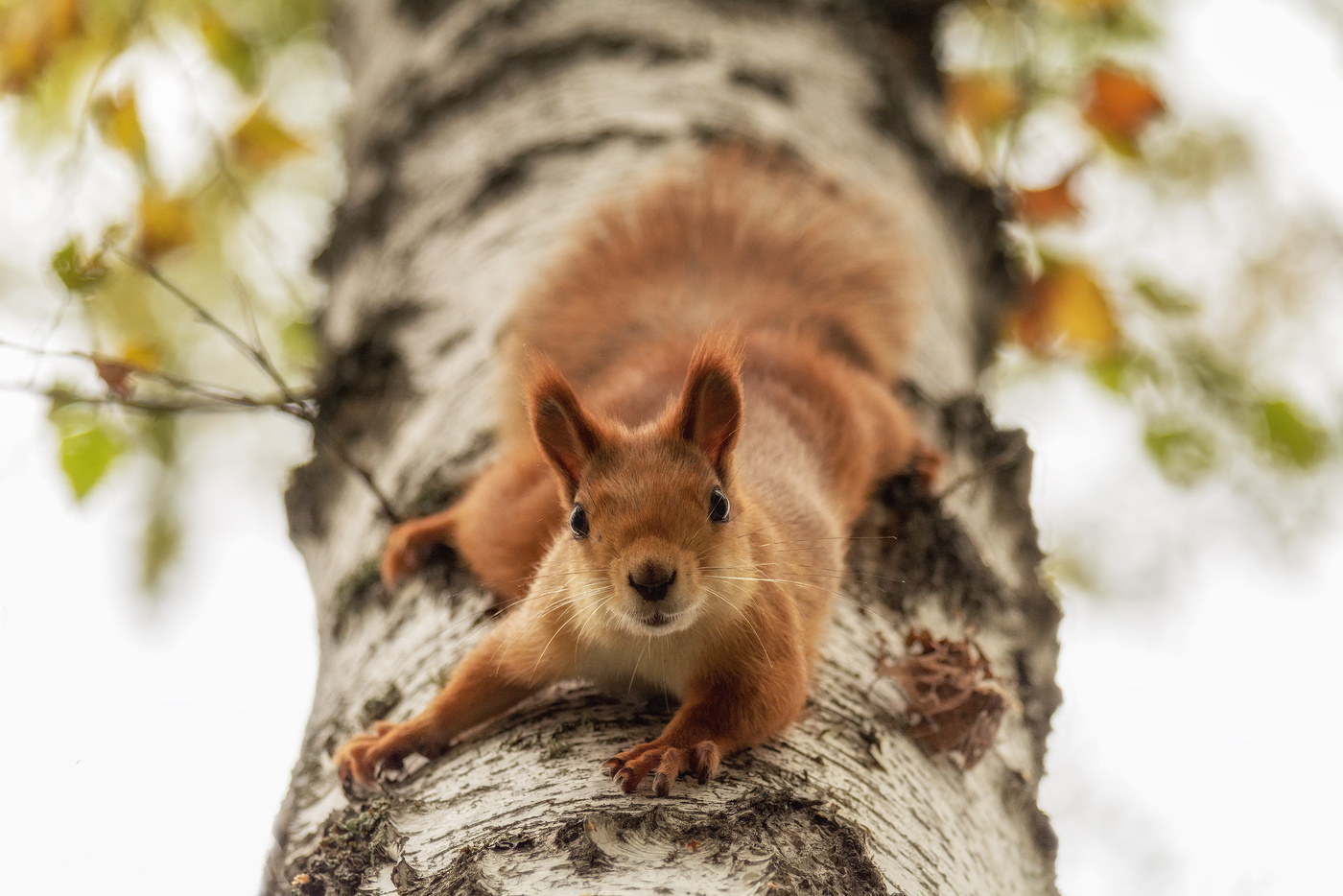 Орехами угостить не забудь!