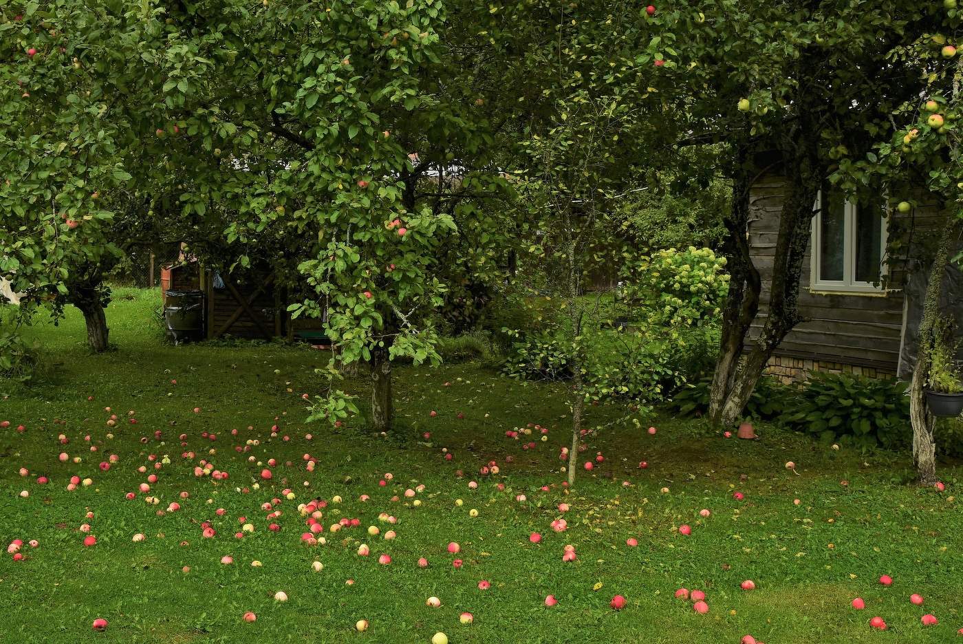 "Осенние яблоки падают с веток ..."