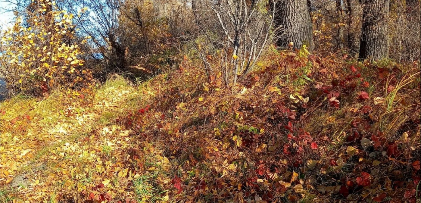 осень в Новосибирске