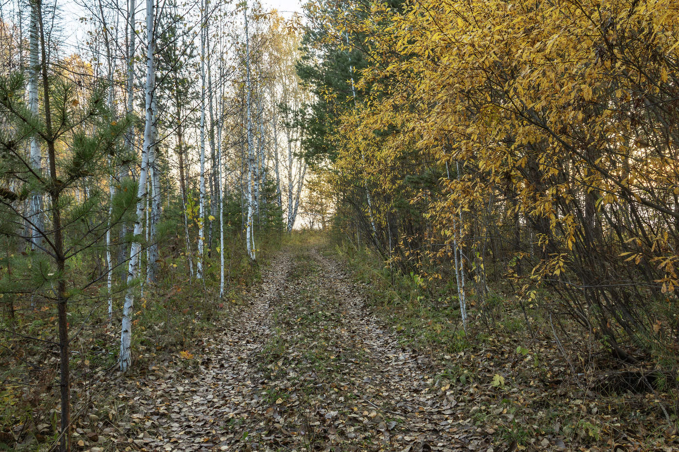 Цвет сентября