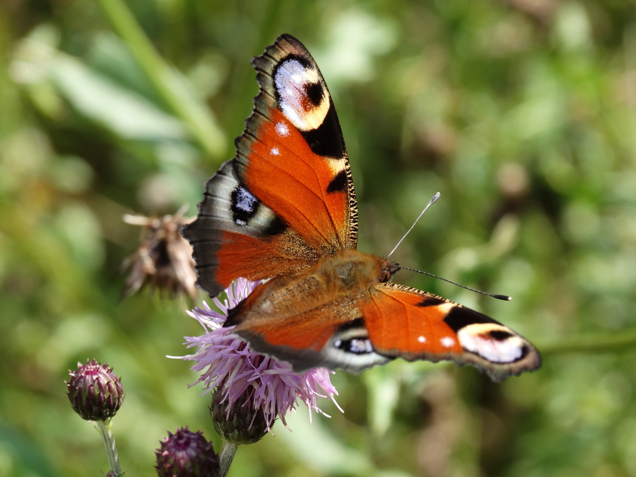 В сентябрьские тёплые дни