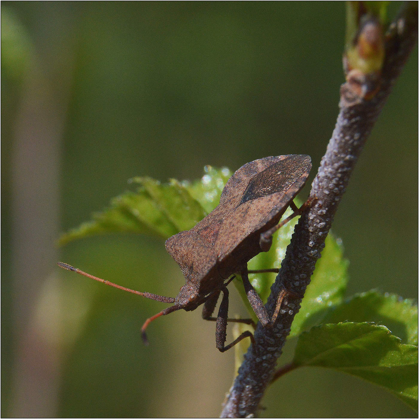 Прогулка в весеннем лесу.