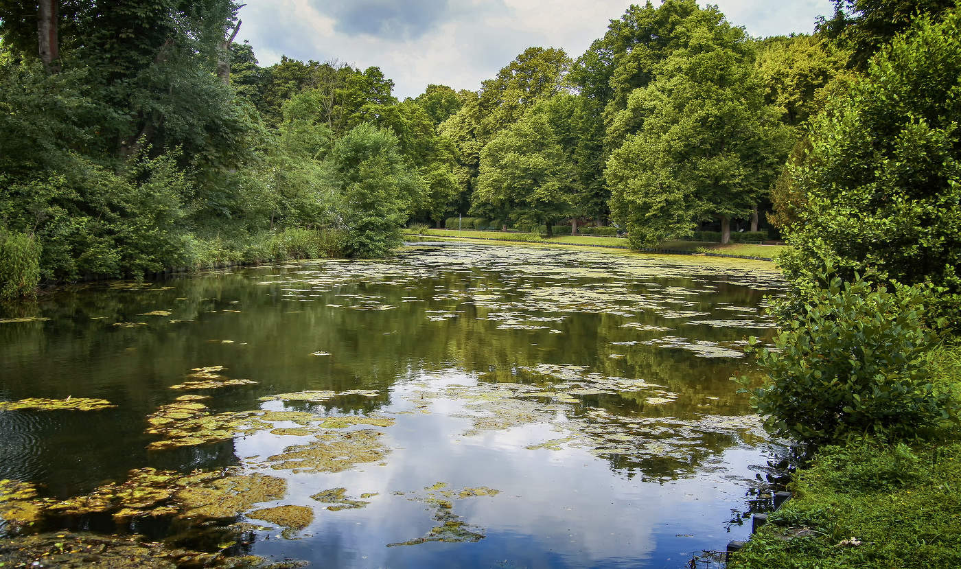 июнь в парке