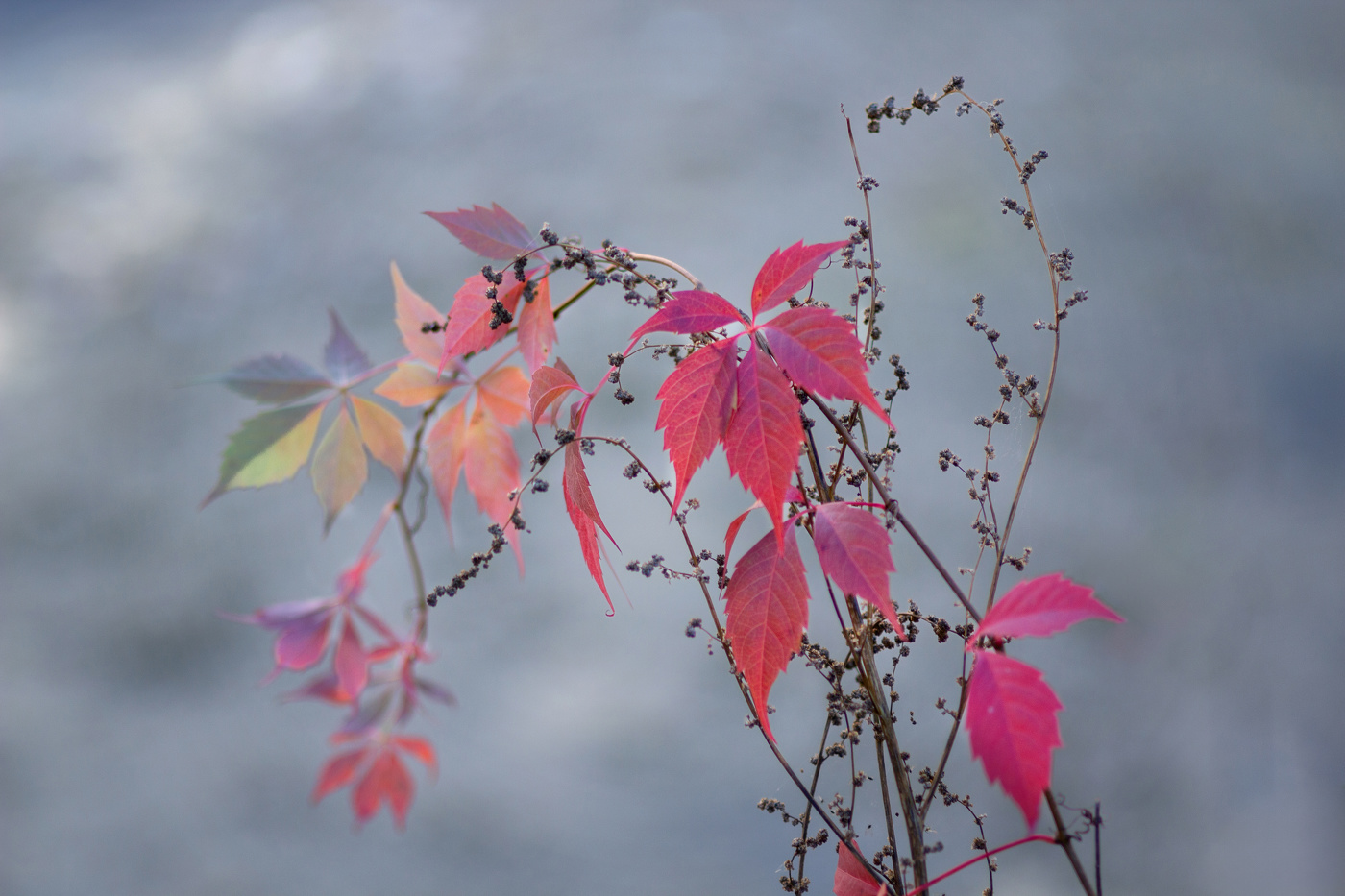 Девичий виноград.