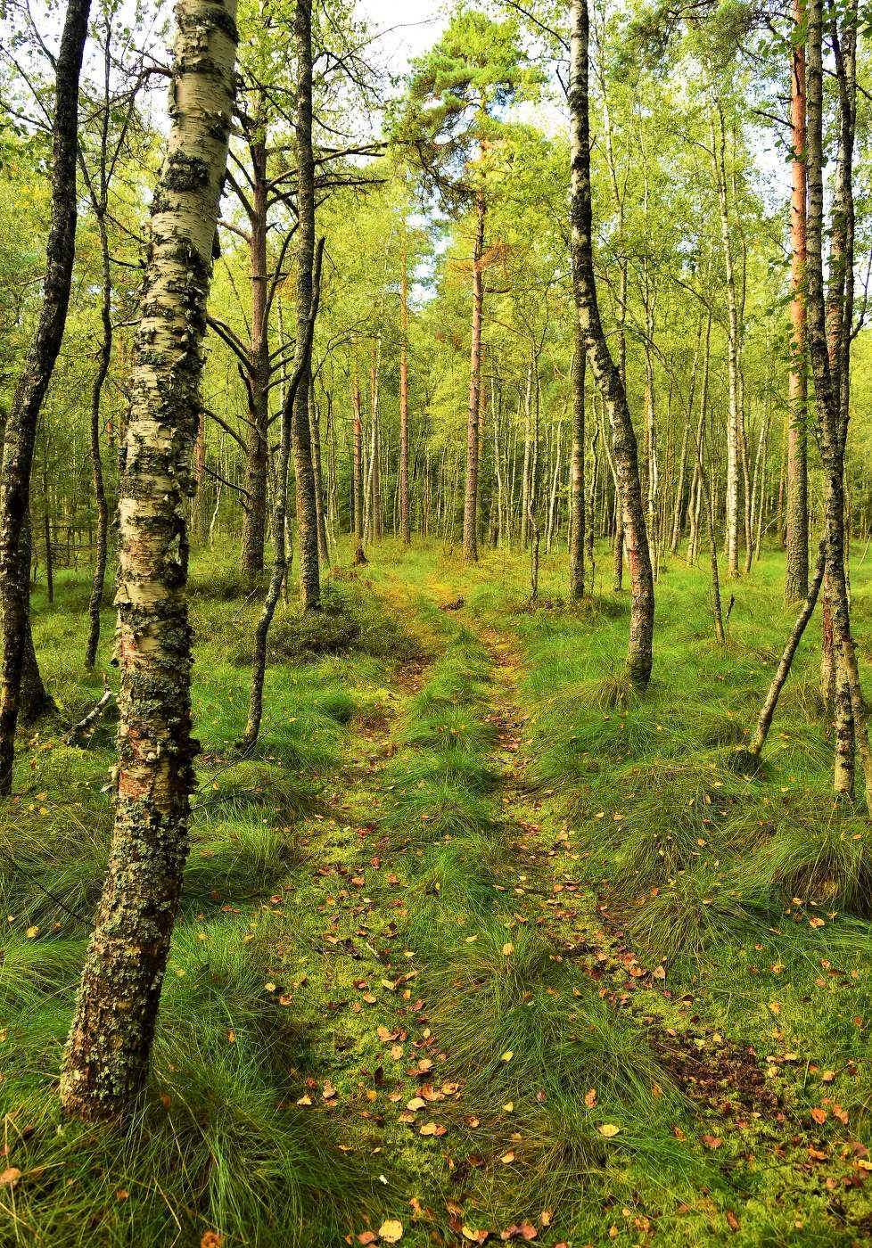 Молодой сентябрь ...