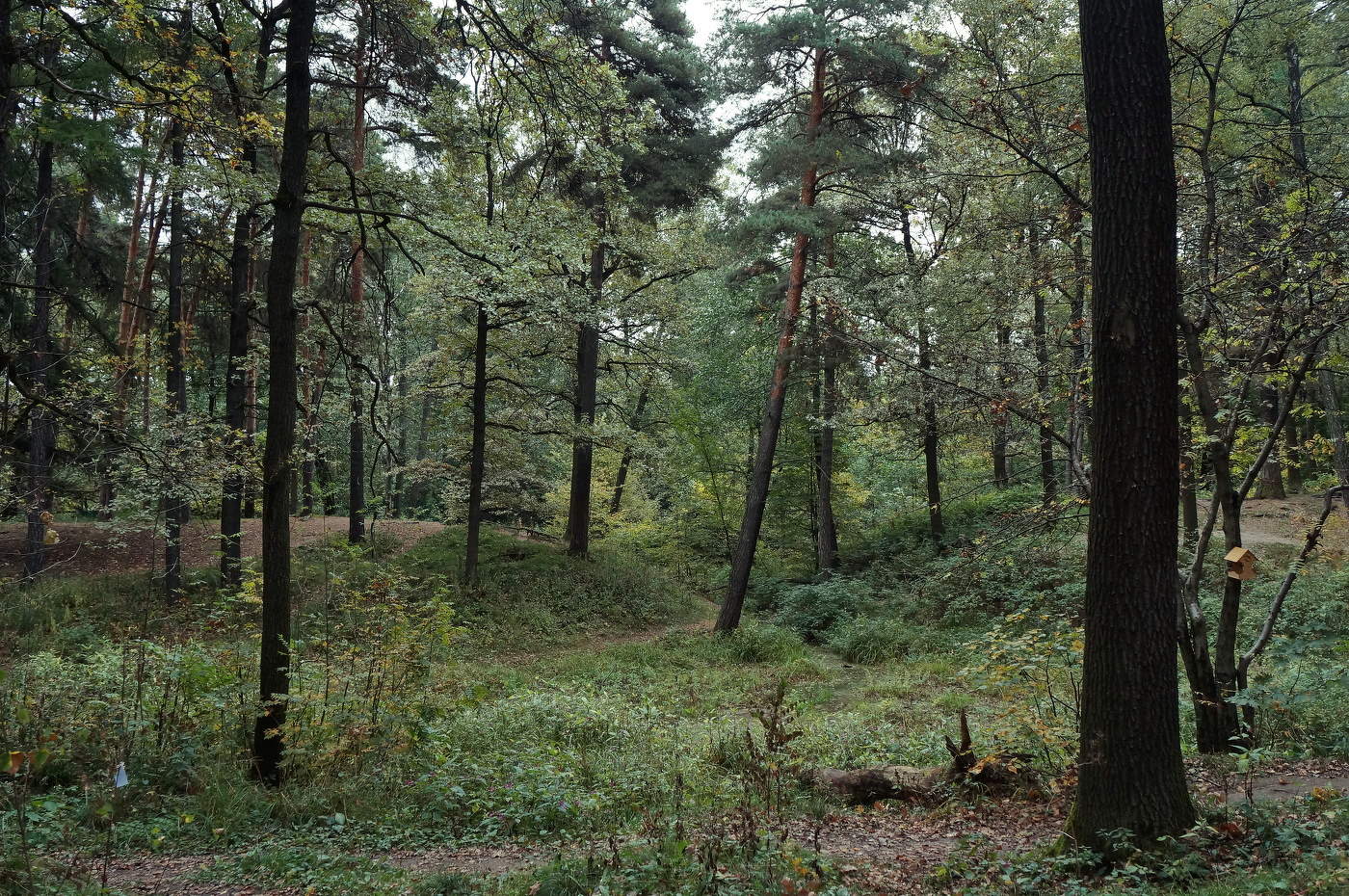 Шишкинский пейзажик