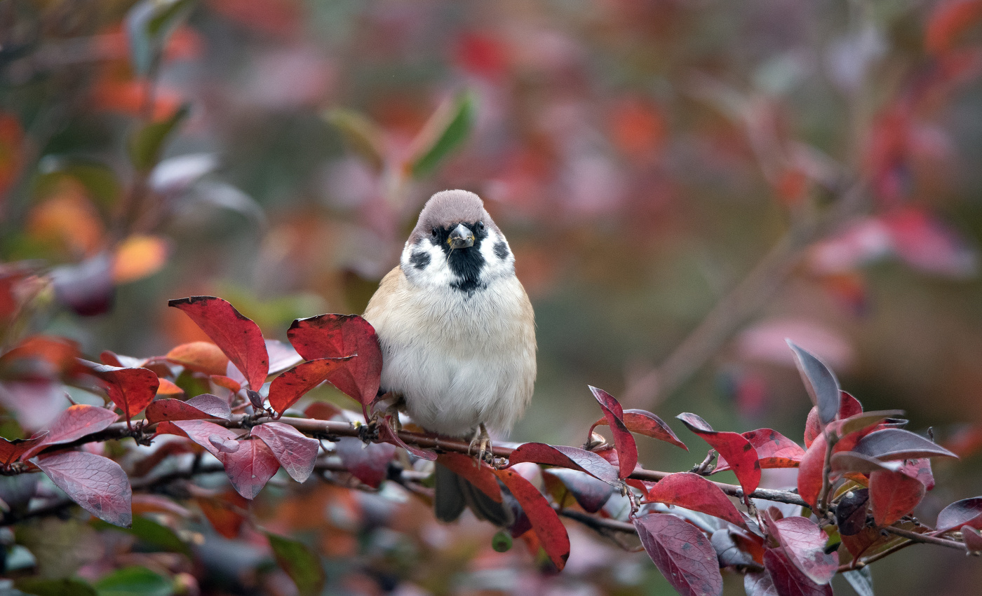 Воробей и осень.
