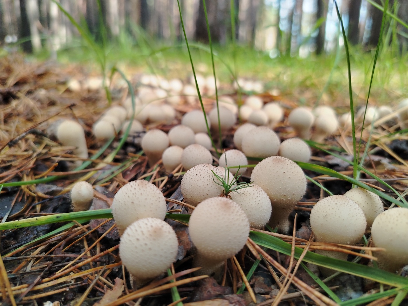 грибы наступают