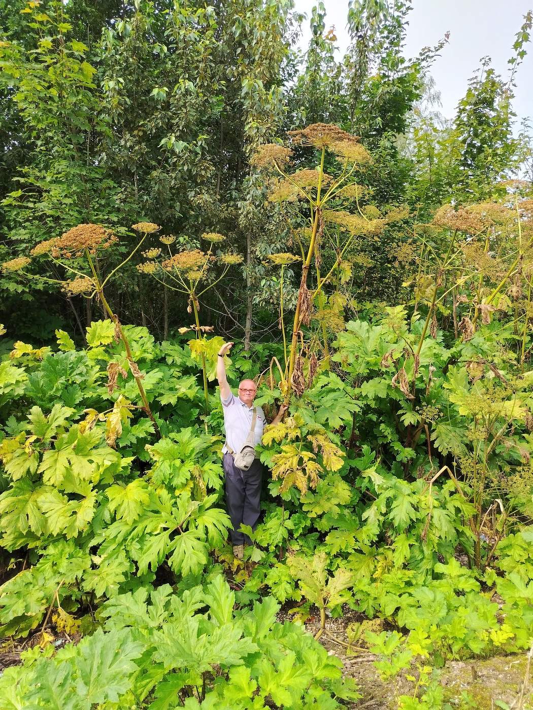 Борщевик переросток