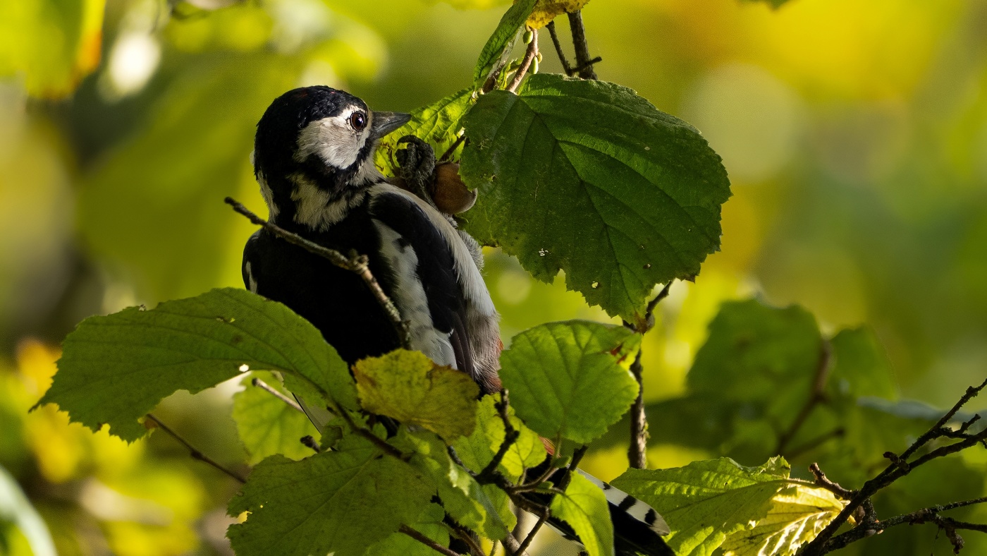 Гурман однако )