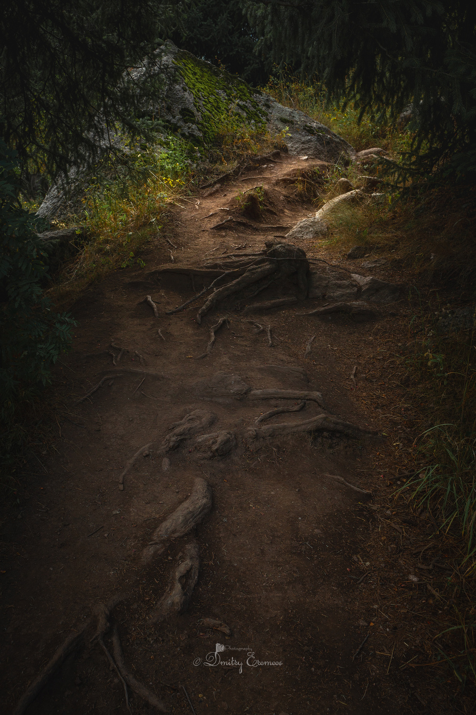 Лесная тропа...