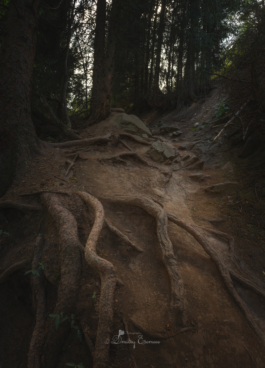 Где-то в чаще...