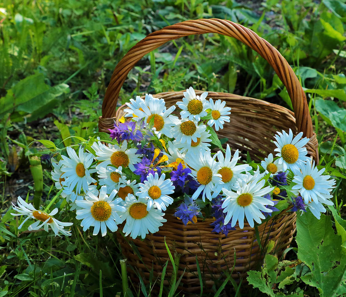 Не грибов, так цветов набрали...