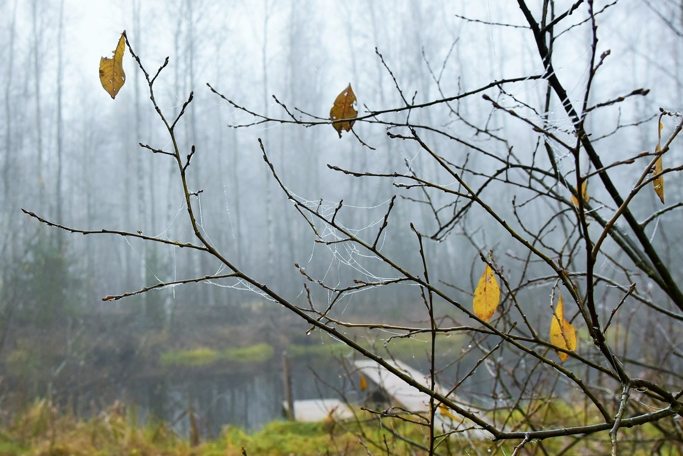 "Дни поздней осени бранят обыкновенно, но мне она мила..."