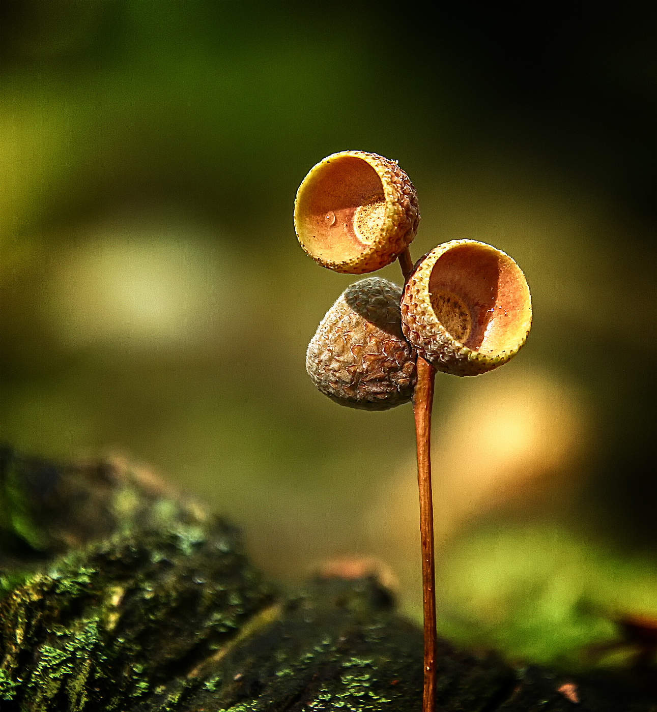 Лесной этюд