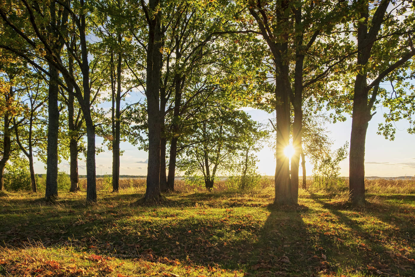 Осеннее солнце
