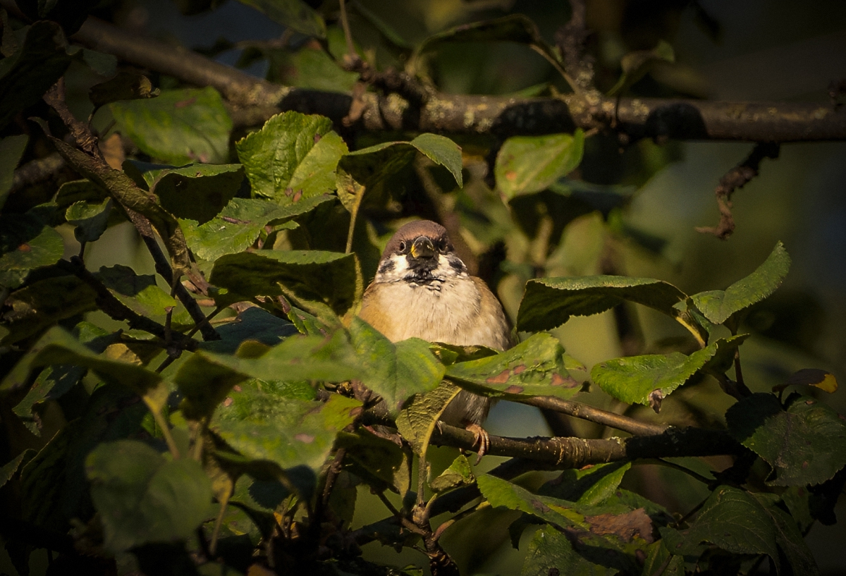 Гордый птиц)