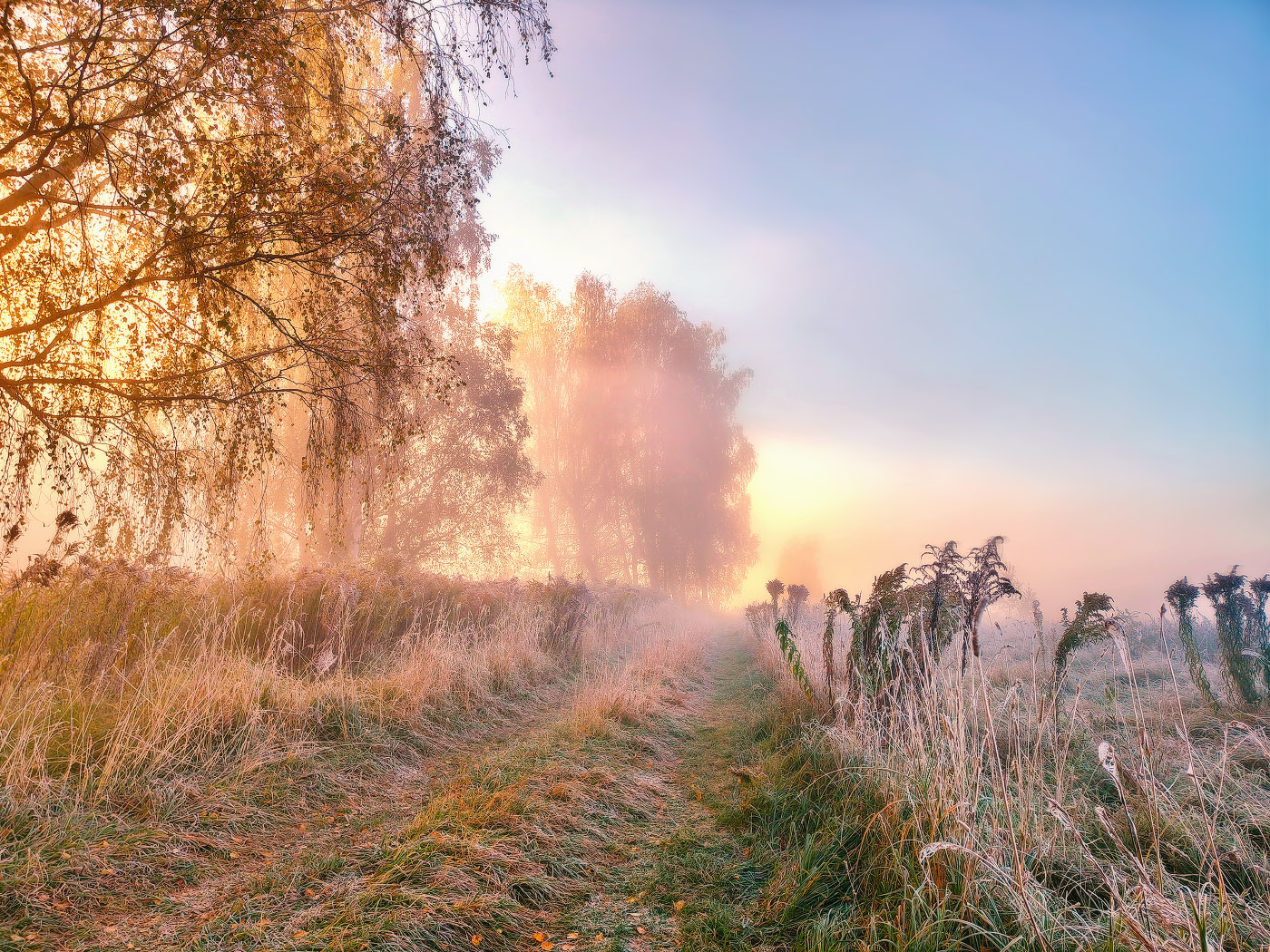 Первые заморозки. Пойма Свислочи