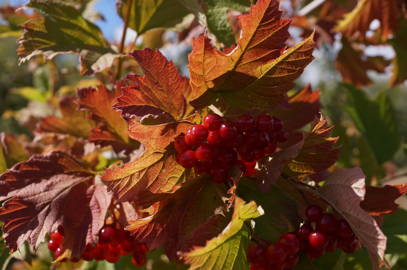 Осенние цвета