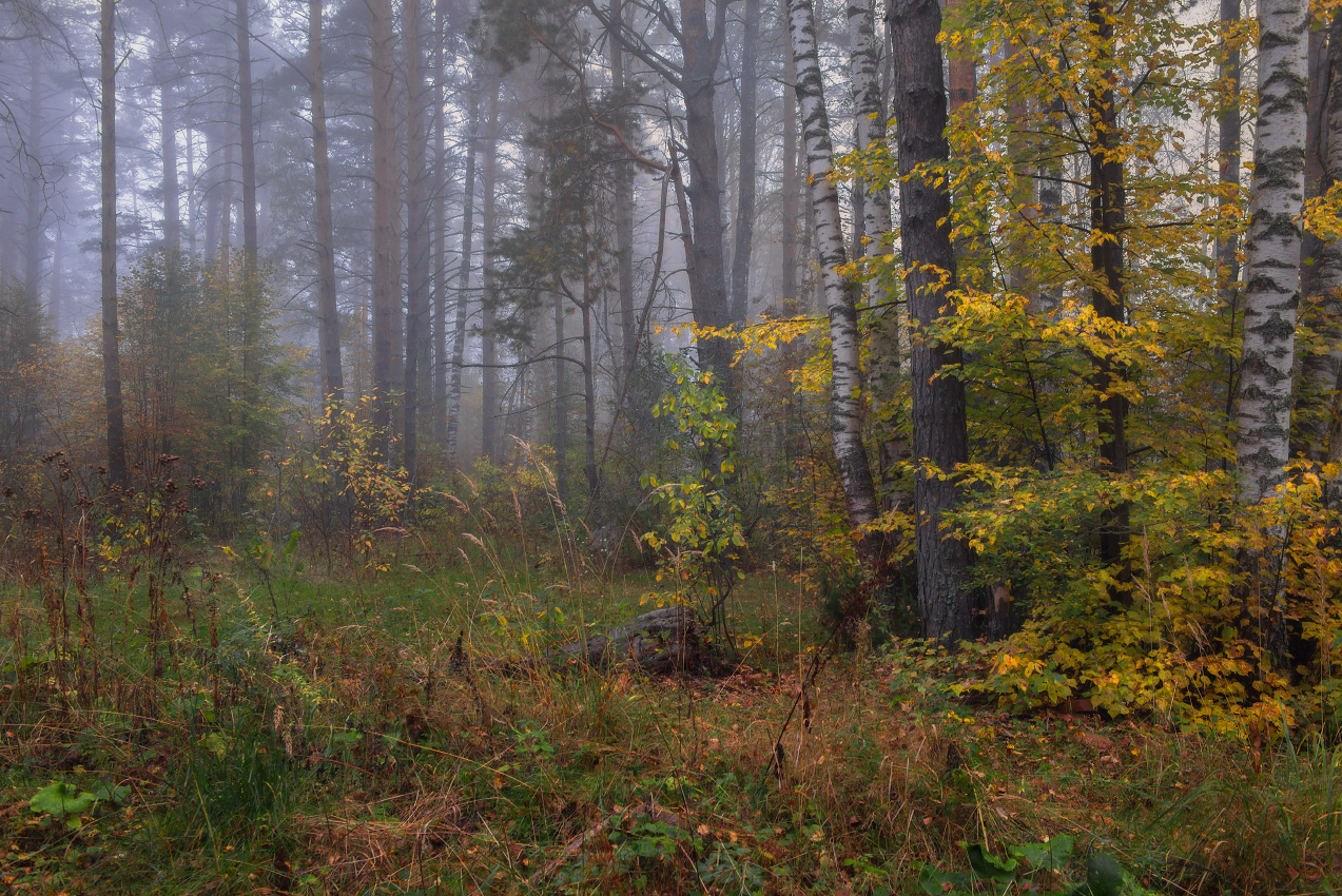 Признаки осени туманным утром на опушке леса.