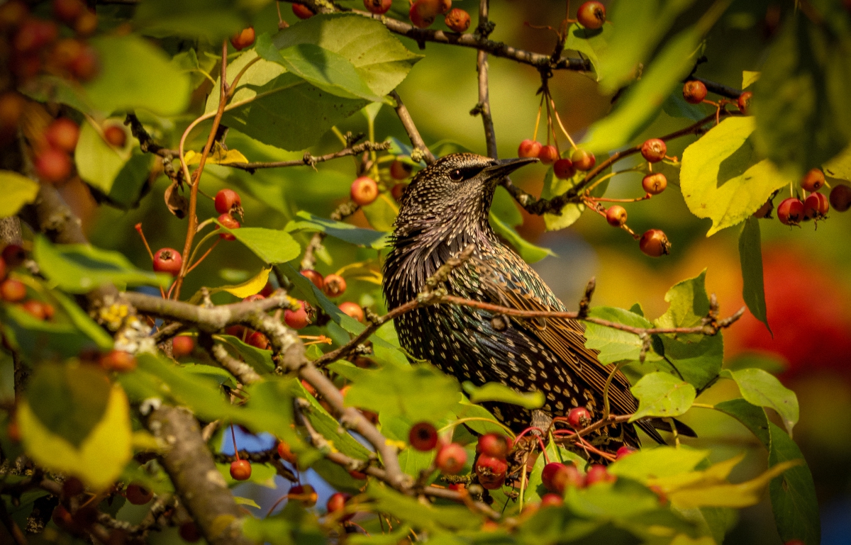 Осенний пир