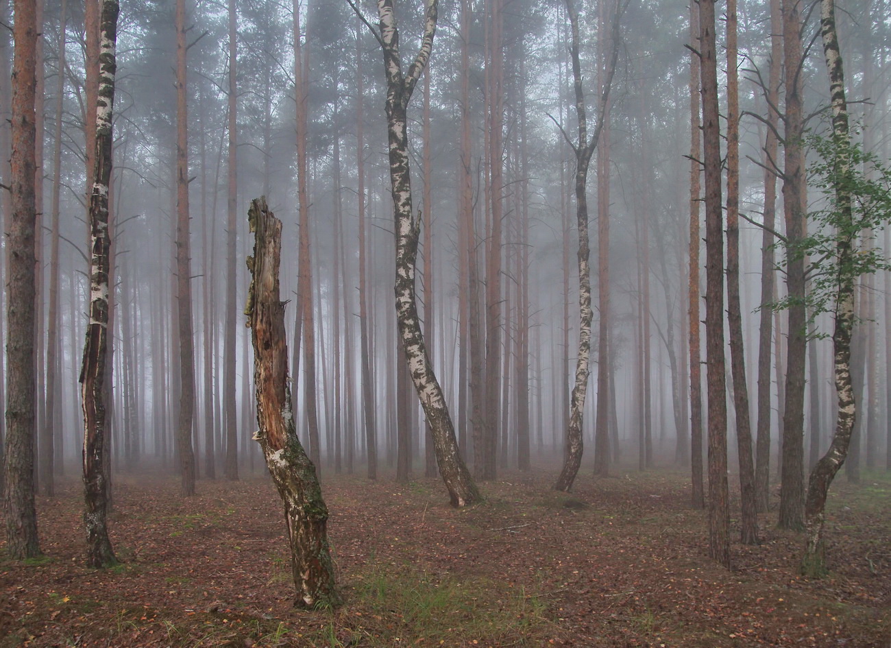 Сюжеты туманного леса
