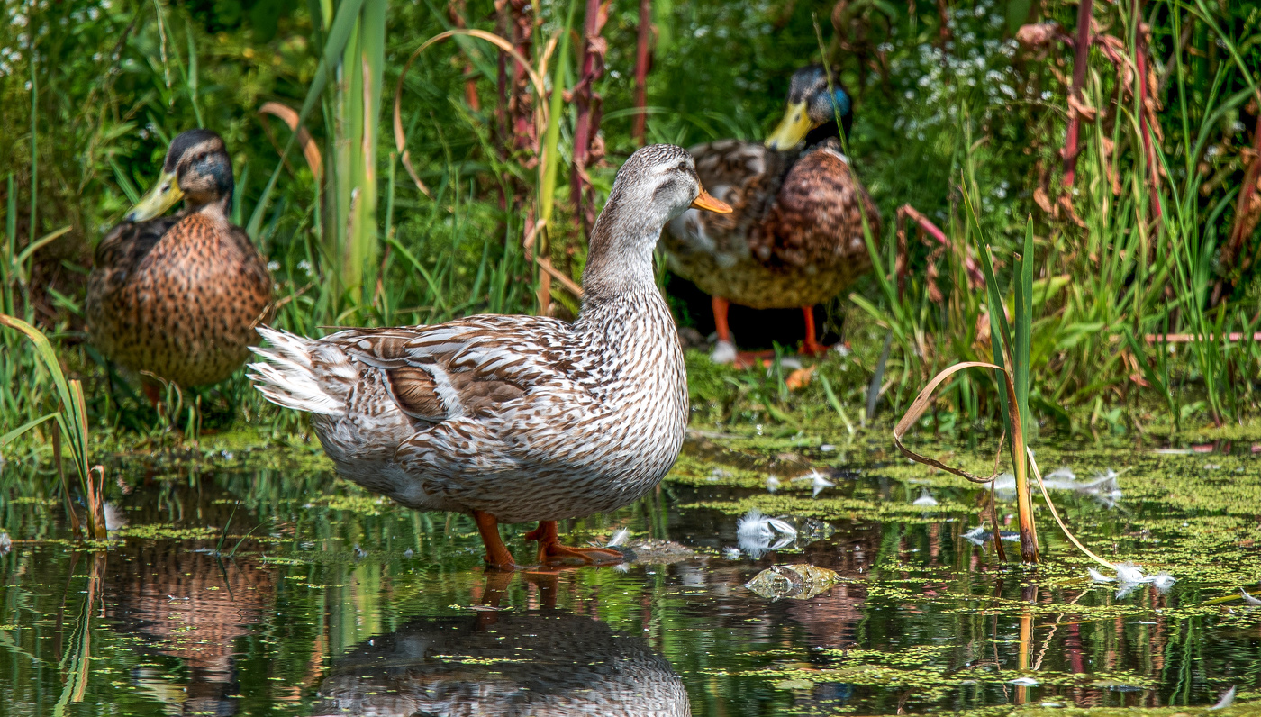 Третий лишний.