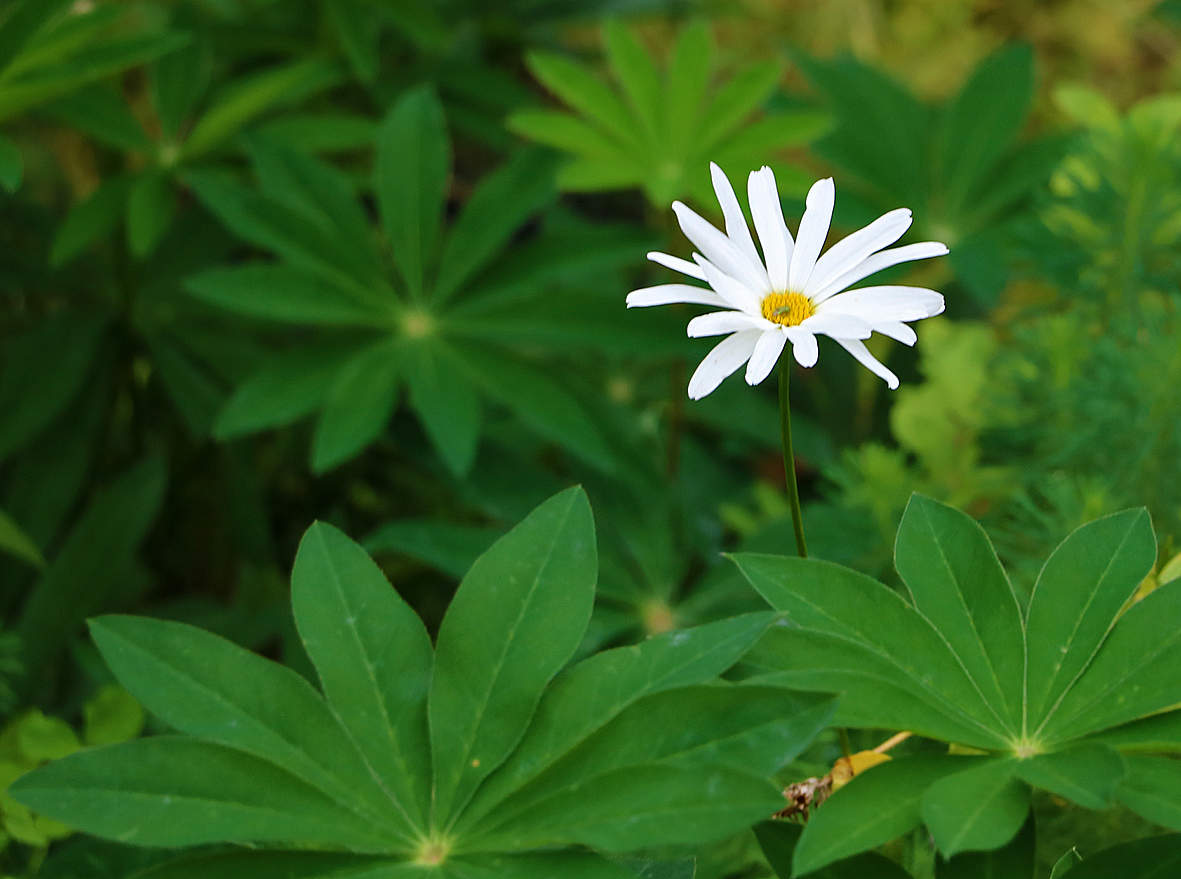 Стойкий (но не оловянный) солдатик!