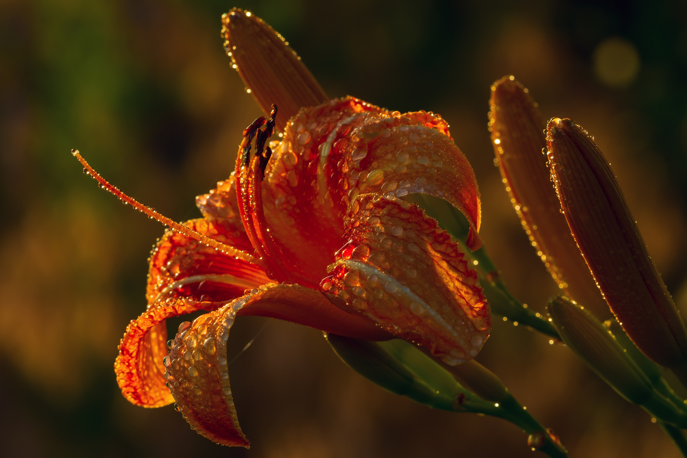 на закате после дождя