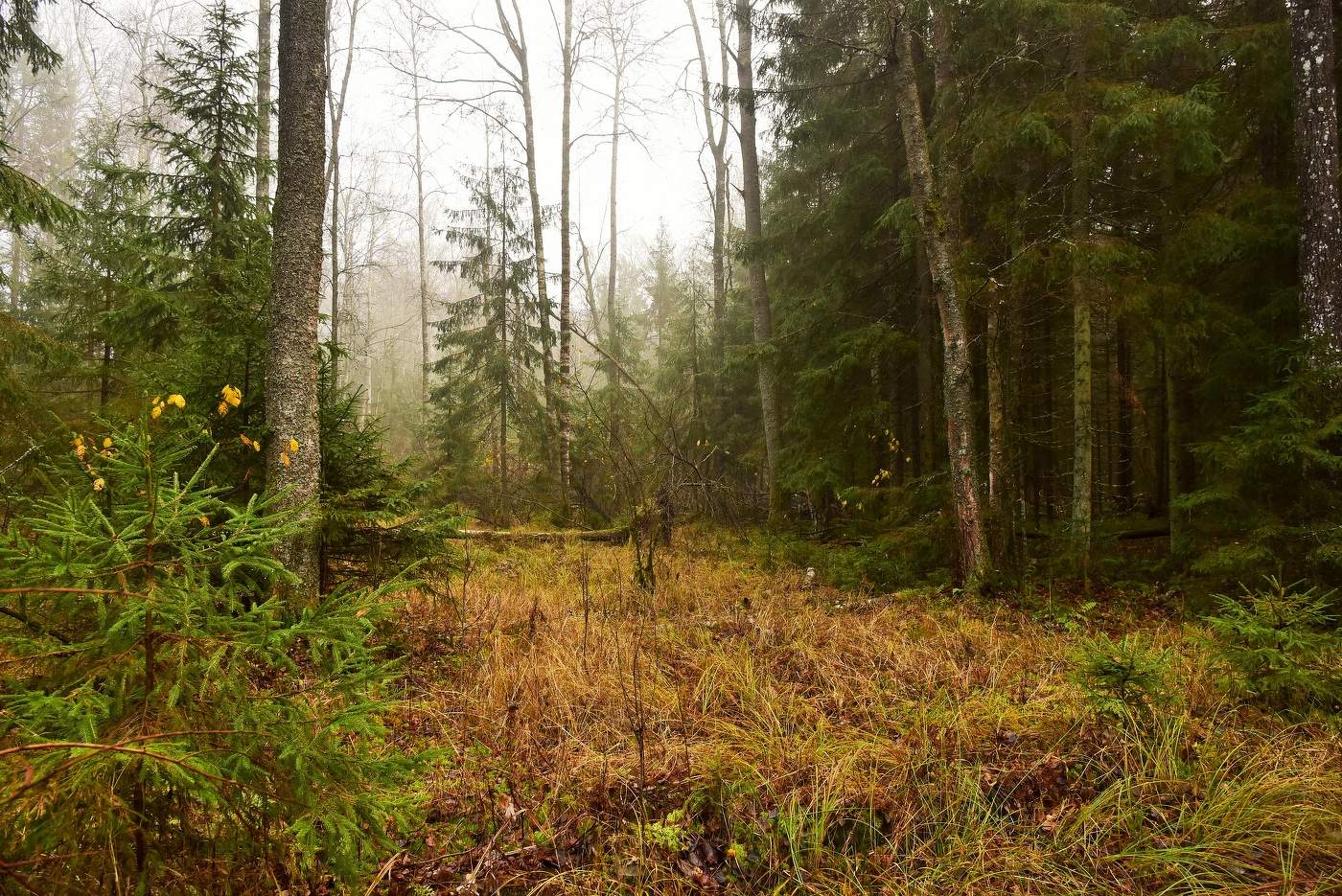 Ненастный день ...