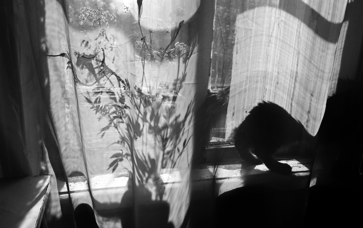 Кошкин хвост.