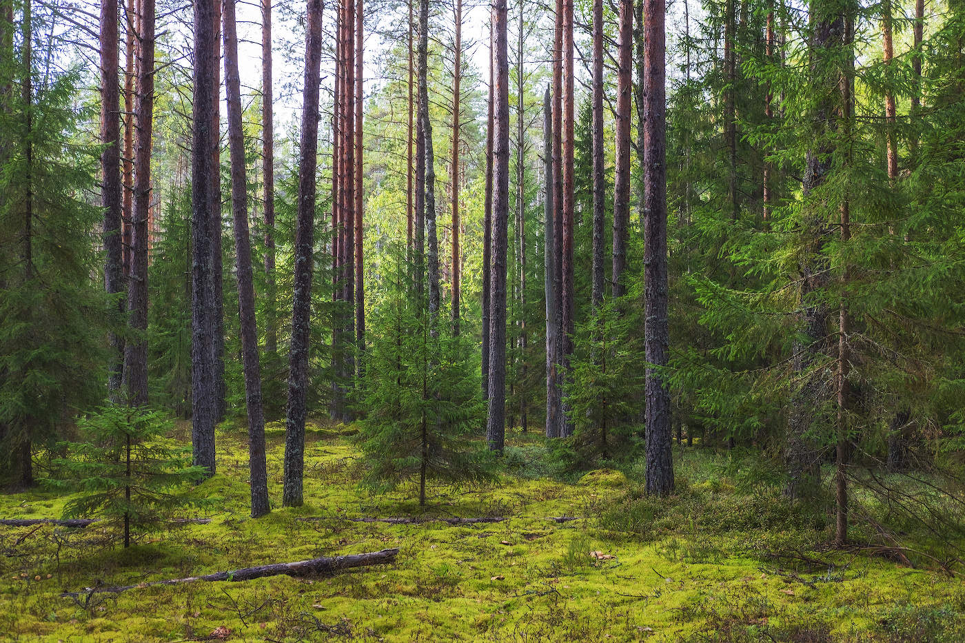 Осень в сосновом лесу