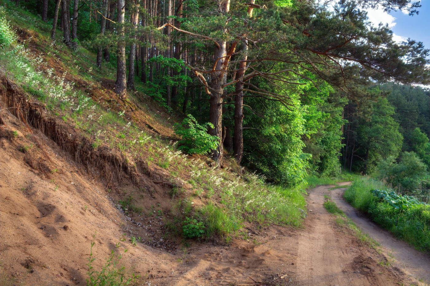 Лесная дорога